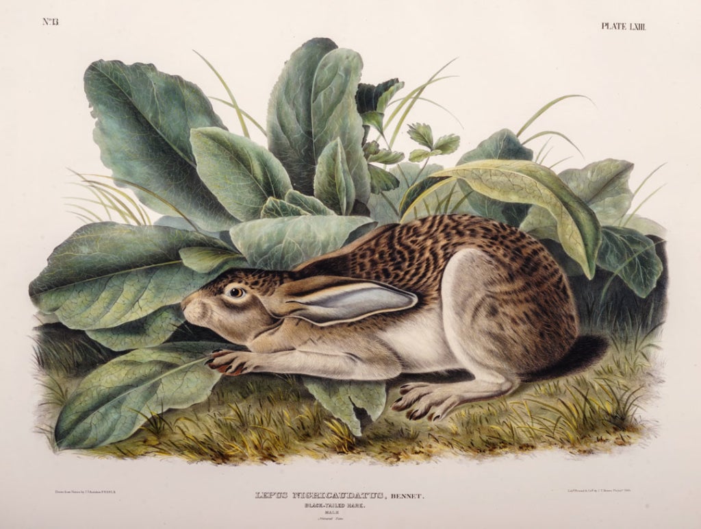 The Naturalist and the Trickster: Audubon/RYAN! 1