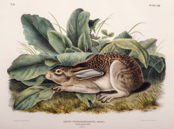 The Naturalist and the Trickster: Audubon/RYAN! 1