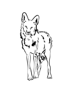 Coyote illustration from RYAN! Feddersen's "Coyote Now Epic."