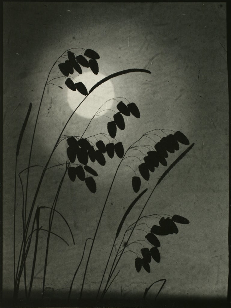 Black and white image of grasses silhouetted against the night sky and a full moon.