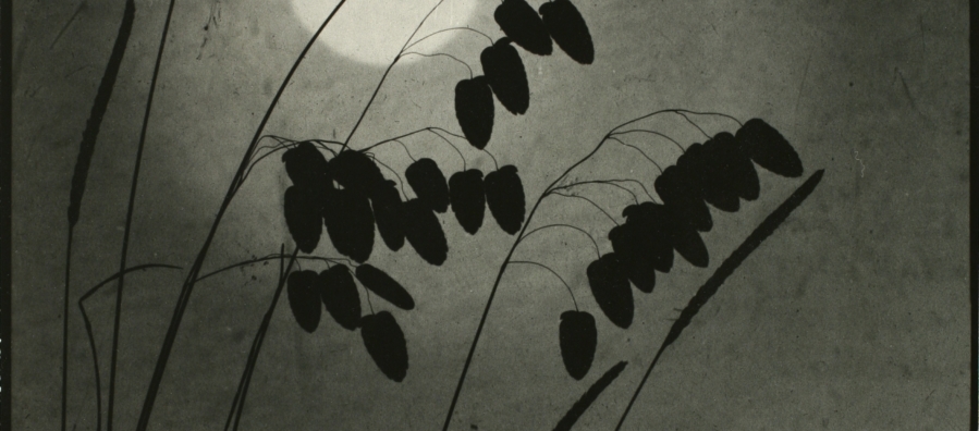 Black and white image of grasses silhouetted against the night sky and a full moon.