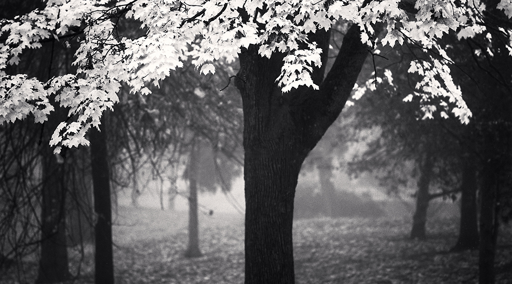 Image of a tree with pale leaves against the backdrop of a misty stand of other trees.