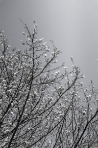 Black and white close cropped shot of a maple tree.