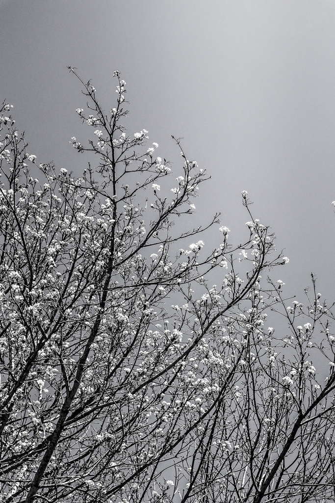 Voices of TAM: Addison Gregory Reflects on