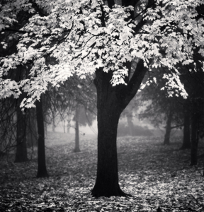 Image of a tree with pale leaves against the backdrop of a misty stand of other trees.