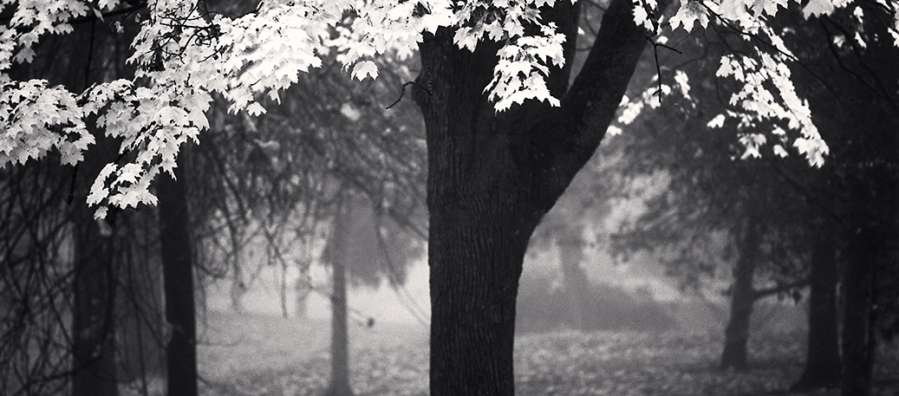 Image of a tree with pale leaves against the backdrop of a misty stand of other trees.