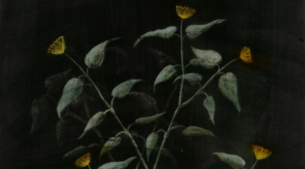 Image of a branching plant with gold flowers around the outside edges.