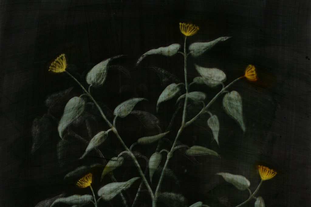 Image of a branching plant with gold flowers around the outside edges.