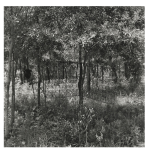 Black and white photograph of a wooded field where a single box-spring is balanced in a tree.