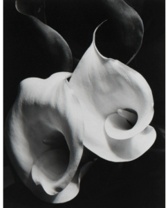 Recent Acquisitions: Imogen Cunningham 1